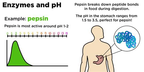 Key Functionality – PH .